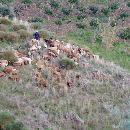 منزل الضيف Borge  في Cortijo Lagar De Luisa المظهر الخارجي الصورة